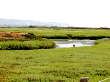 Tijuana estuary wetlands all green with river flowing and bird sitting next to river.  Tijuana buildings in the distant background