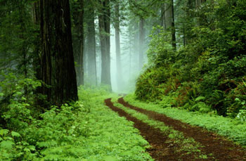 Very green forest.  Large trees and green foliage everywhere with a path through the middle.