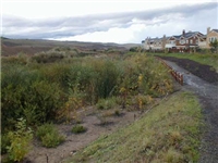 Wetlands type plants next to a road housing development off the right hand side